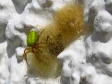 Green Spider and web