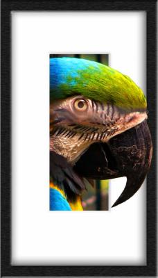 parrot.jpg