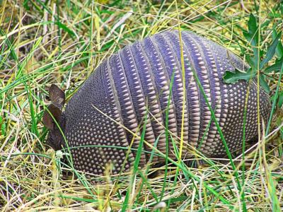 armadillo-.jpg