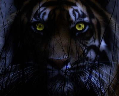 tiger tiger burning bright-.jpg