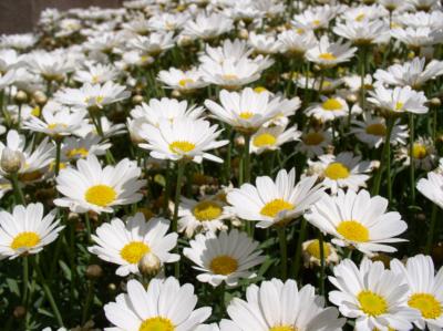 Daisies in Milan, Italy