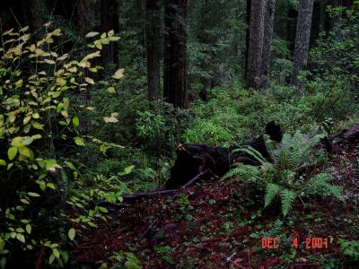 Redwood Tall Trees 2