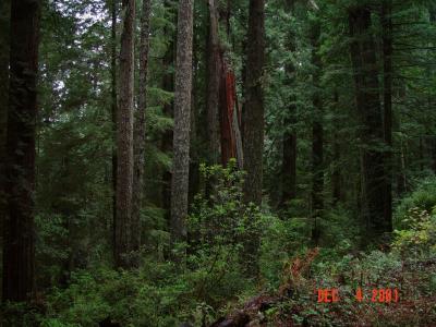 Redwood Tall Trees 3