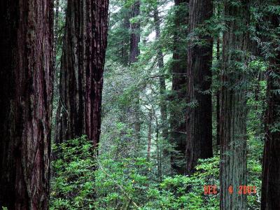 Redwood Tall Trees 5