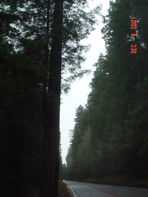 Redwood Tall Trees 6