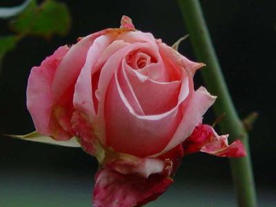 Winter Rose After the first Frost