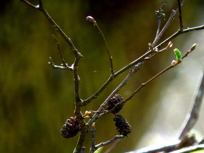 Branches N Cones