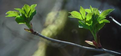 New Branches Branches and Friends