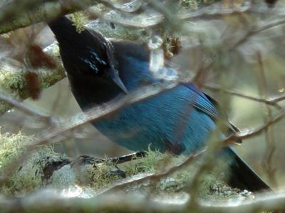 Blue Jay nestled in the branches