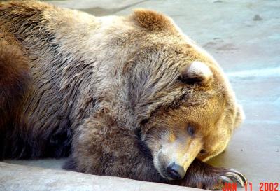 San Diego Zoo Bear.jpg