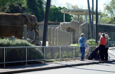 San Diego Zoo Elephants.jpg