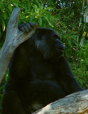 San Diego Zoo Gorilla.jpg