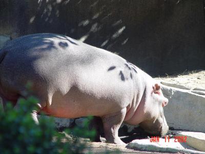 San Diego Zoo Hippo.jpg