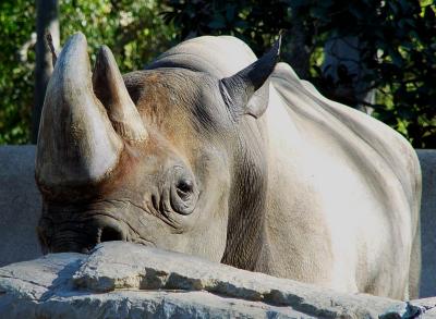 San Diego Zoo Rhino.jpg
