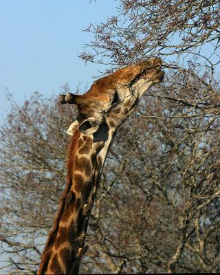 Giraffe Eating Thorns jpg