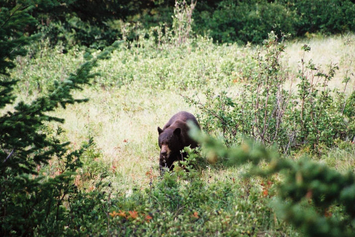 Black Bear - Waterton N.P.