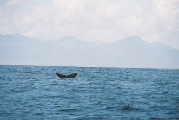 Whale - Vancouver Island