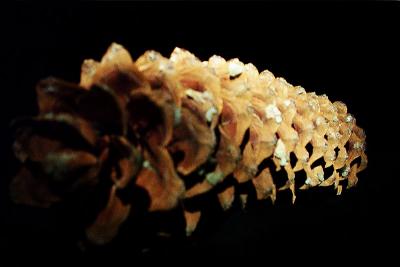 12-07-04Sugar Pine Cone