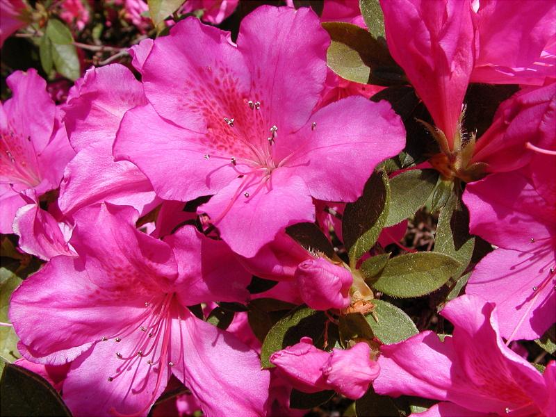 Azelea