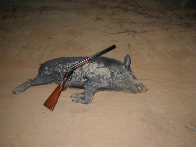 Boar and Rifle Again