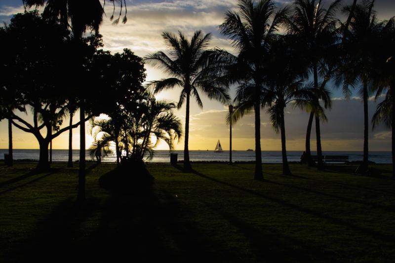 Palms