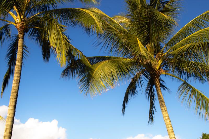 Palms