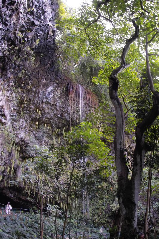 Fern Grotto