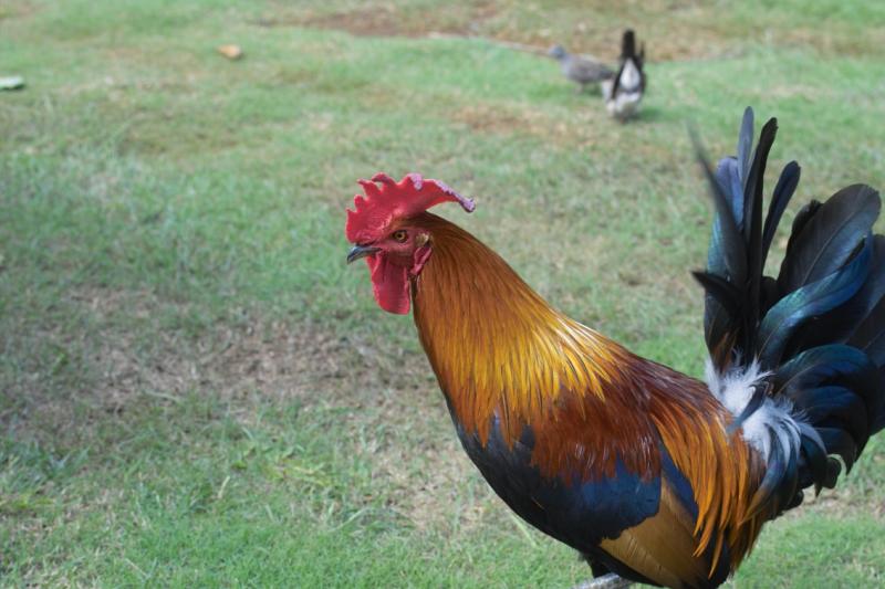Fowl