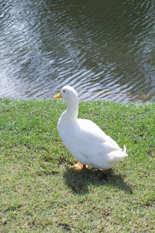 AFLAC!