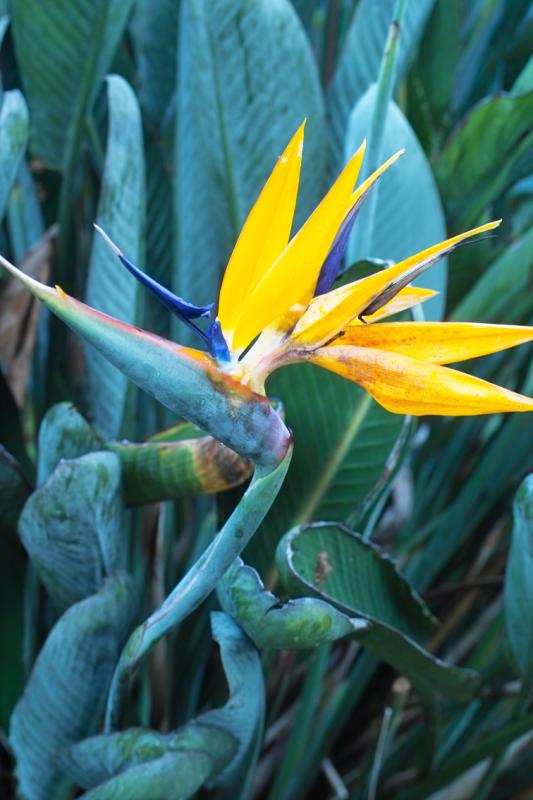Bird of Paradise