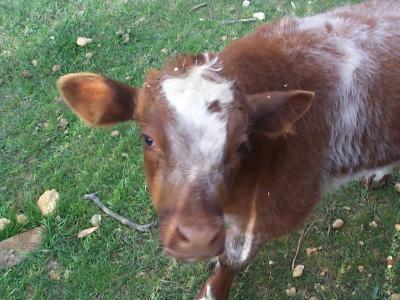 Another animal friend ---look into my eyes...