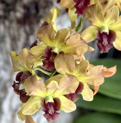 Thailand-Bangkok-canal cruising - orchid treasure