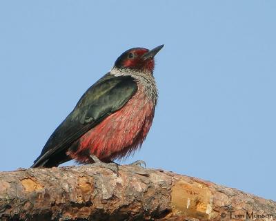 Lewis's Woodpecker