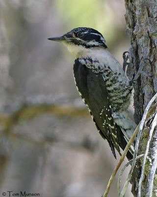 Three-toed Woodpecker