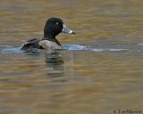  Ringed-necked Duck