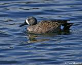  Blue-winged Teal