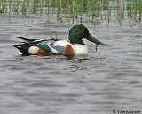  Northern-Shoveler