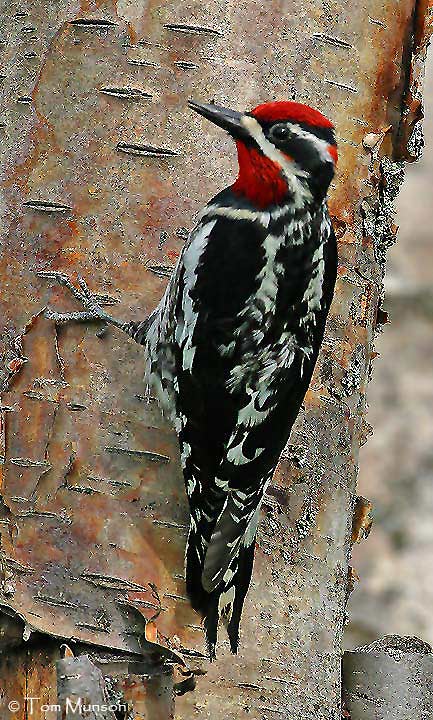 Red-naped Sapsucker