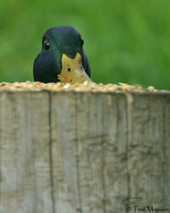 Mallard