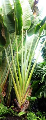 Travellers Palm pano.jpg