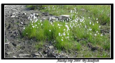 IMG_2890.jpg