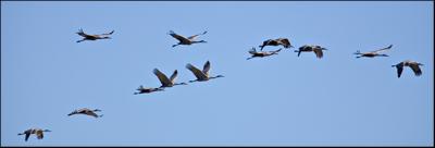 String of Cranes...