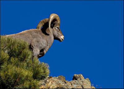 Big Horn Sheep...