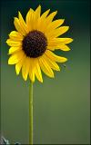 Sunny Sunflower and a Friend…