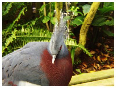 Fancy Pidgeon
