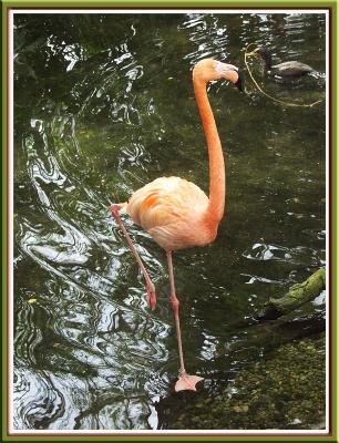 Long tall Sally!