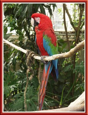 Macaw