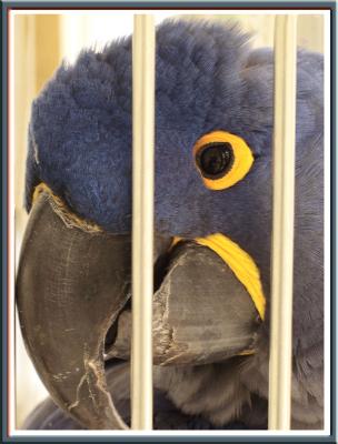 Caged Macaw