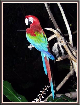 Macaw at Night