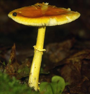 Amanita flavoconia